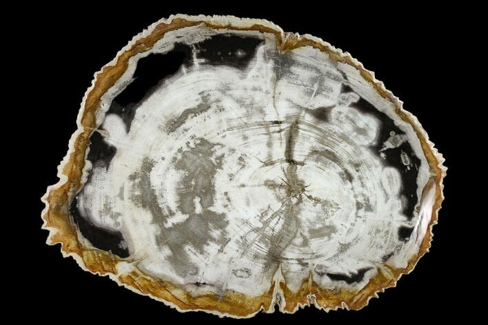 12.2" Petrified Wood Dish - Indonesia